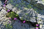 28 Primula irsuta (Prmula hirsuta) nelle fenditure delle rocce